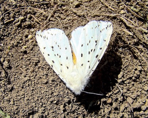 white ermine